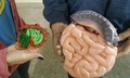 Thumb anatomia2